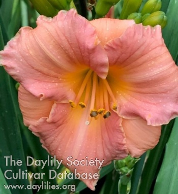 Daylily Little Rosy Cloud
